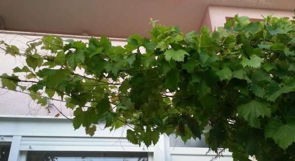 Apartmani Lucija