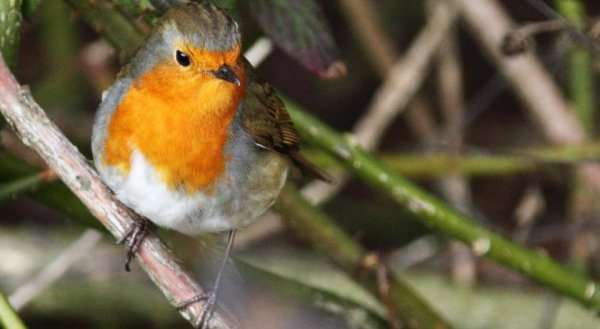 A1 Studio Robin