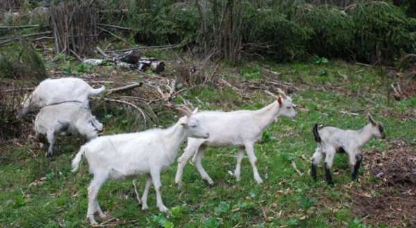 Farm Stay Dolinar Krainer