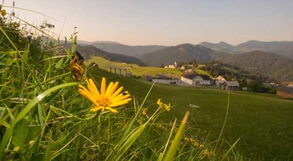 Guesthouse Macesen