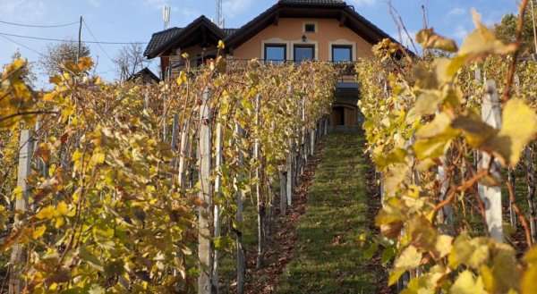 Vineyard Cottage Bregac