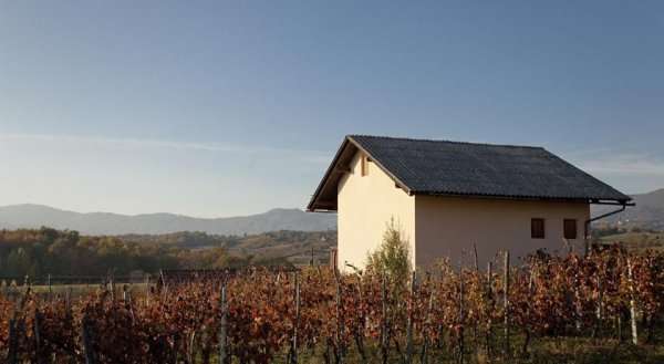 Vineyard cottage Kambic