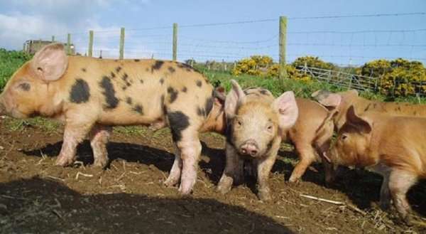 Caerhys B&B