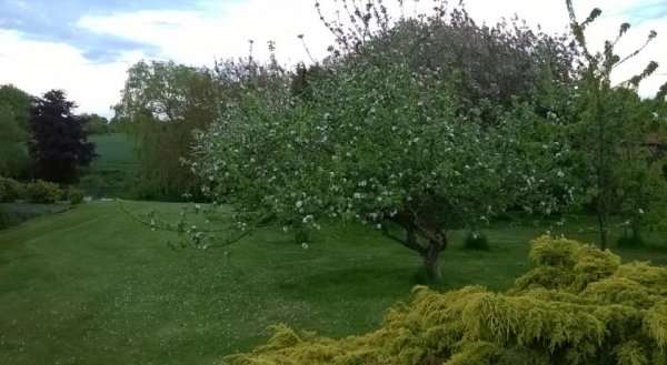 Orchard View