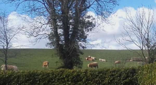 Rose Cottages Self Catering Holiday Homes