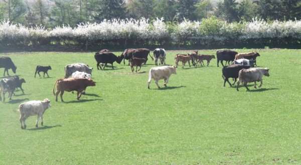Fryup Hall Farm
