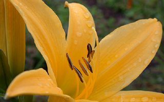 Botanischer Garten der Universität Wien