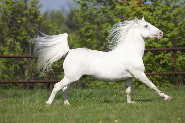 Lipizzaner
